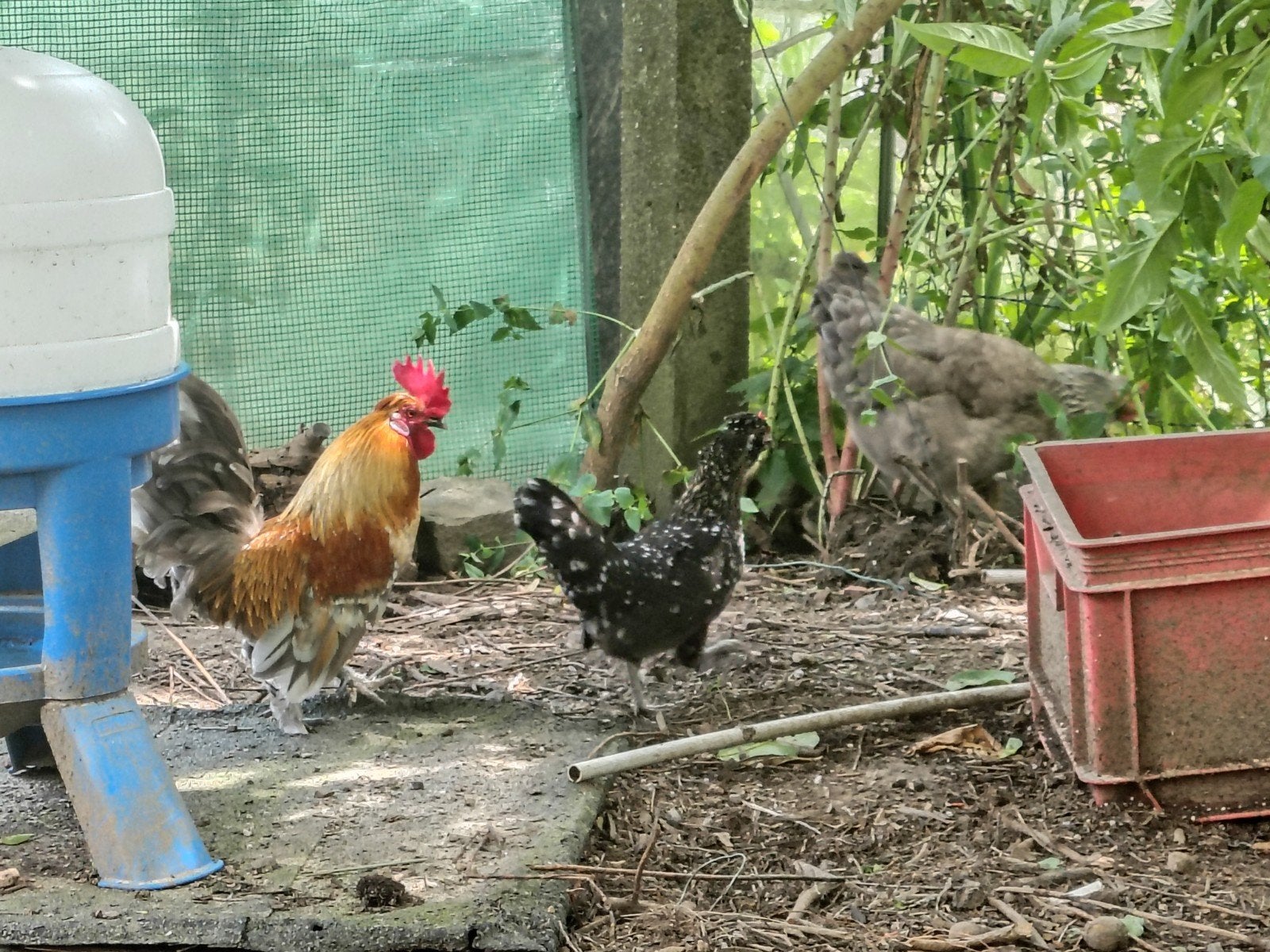 Koppel krieltjes, Dieren en Toebehoren
