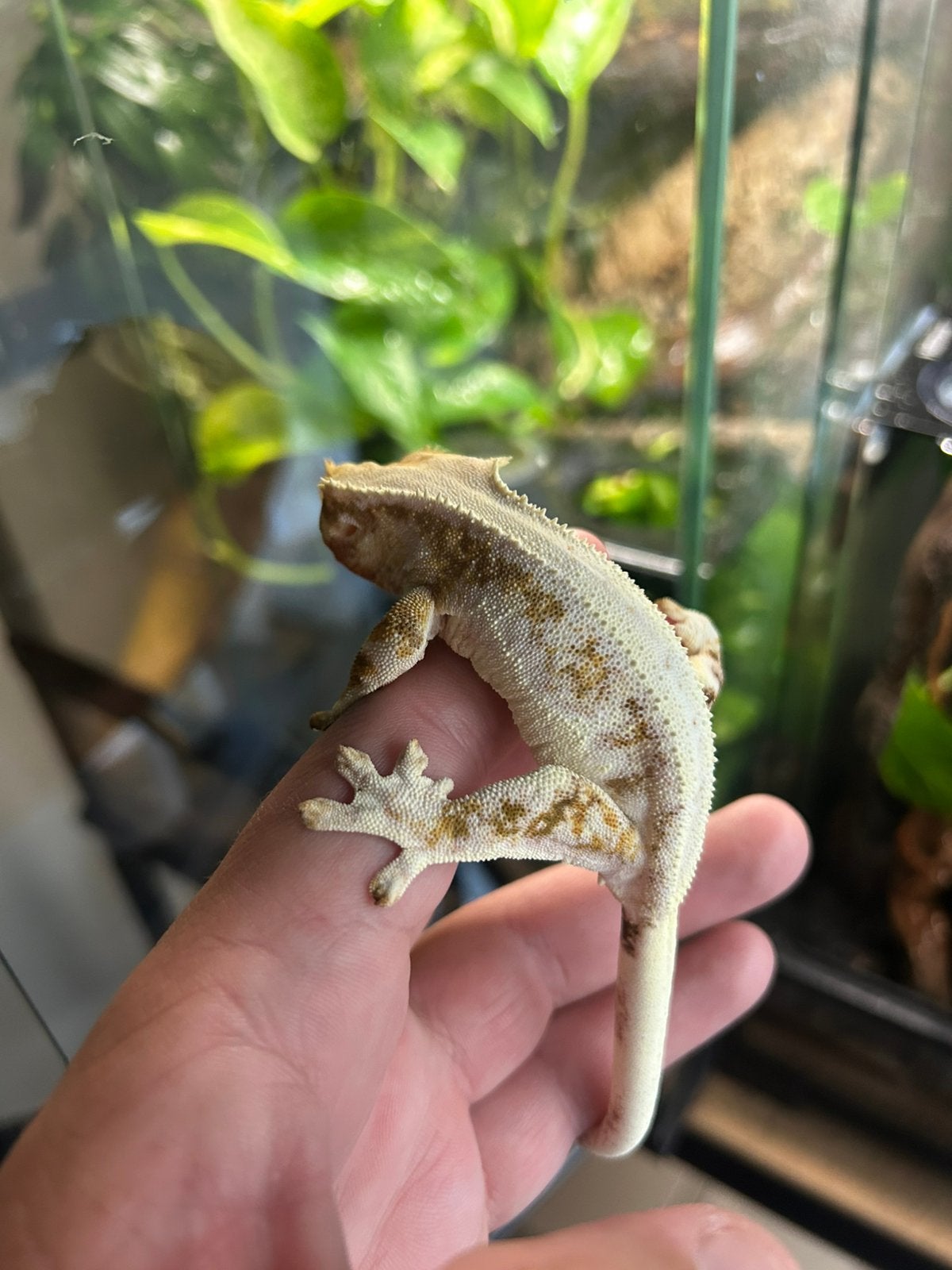 Lily white wimpergekko + terrarium, Met terrarium, 0 tot 2 jaar
