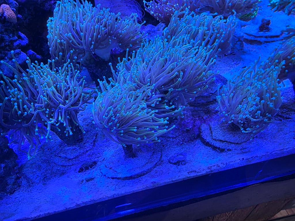 Euphyllia dragonsoul 40eur/kop