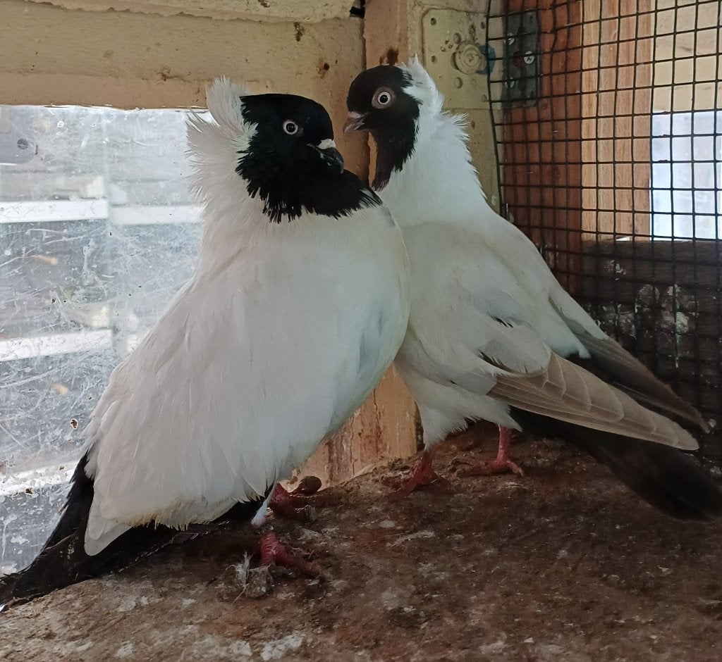 Kweekkoppel nonduiven, Dieren en Toebehoren, Meerdere dieren, Tuimelaar of Roller