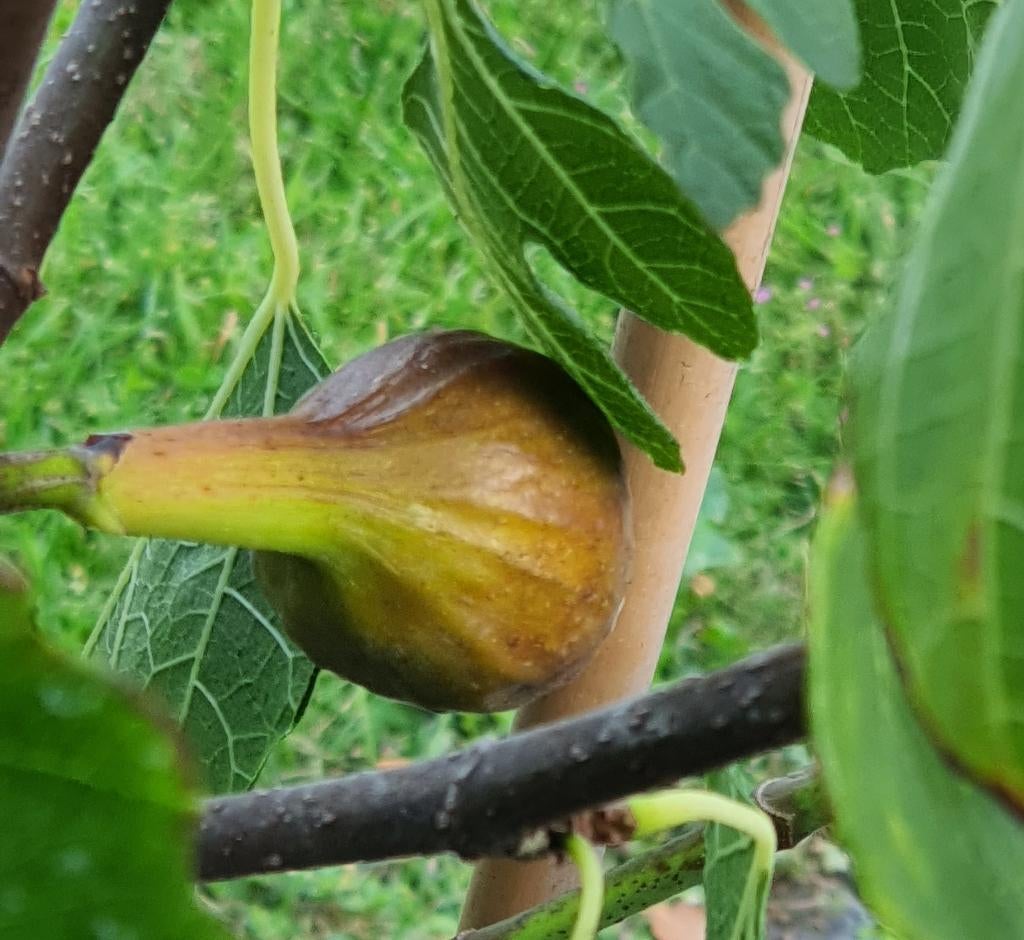 PROMO Vijgenboom 'HARDY FIG' Ficus Carica 1v13, Tuin en Terras, Ophalen, In pot, Herfst, 100 tot 250 cm