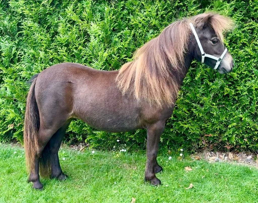 Mooie valk jaarling merrie GERESERVEERD, Dieren en Toebehoren, Merrie, Met stamboom, Niet van toepassing, 0 tot 2 jaar