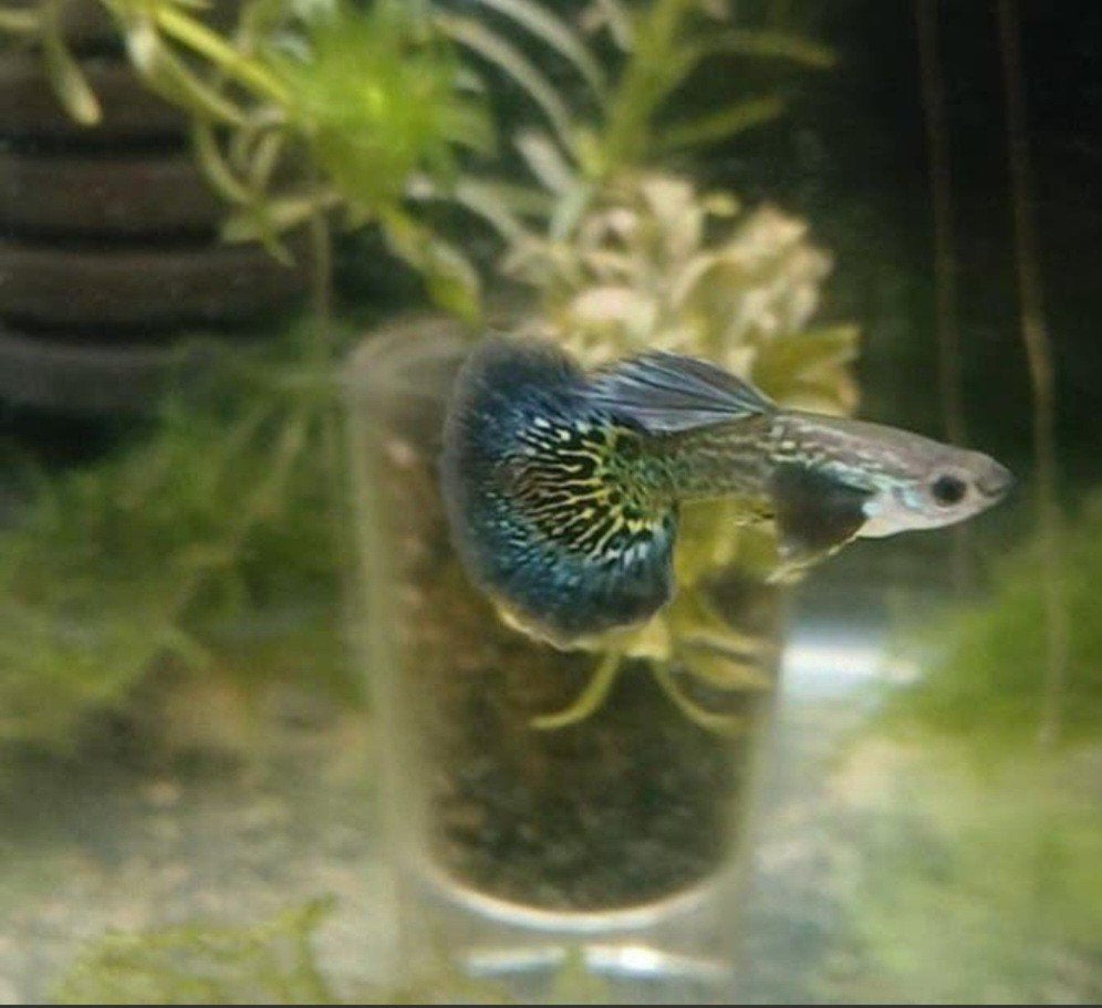 Green dragon ss halfmoon BP85🤜 (Indonesie), Dieren en Toebehoren