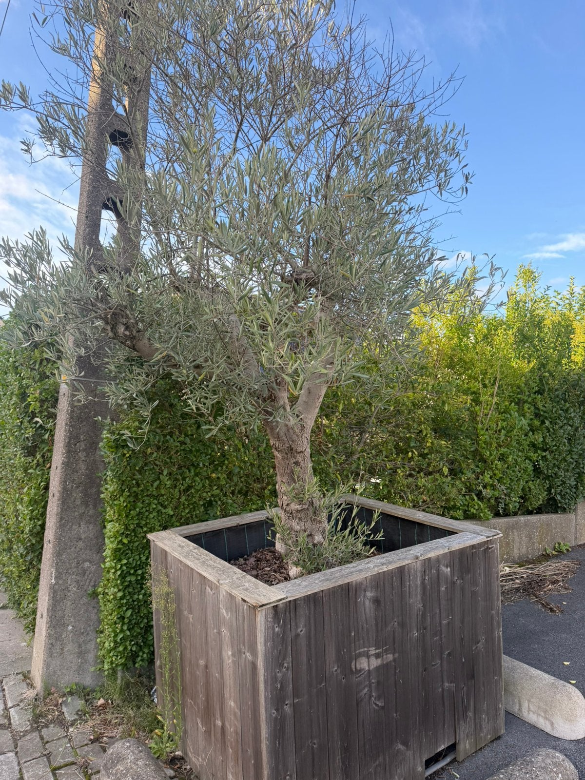 Prachtige volwassen olijfboom in luxe houten plantenbak, Tuin en Terras, Ophalen, Zo goed als nieuw