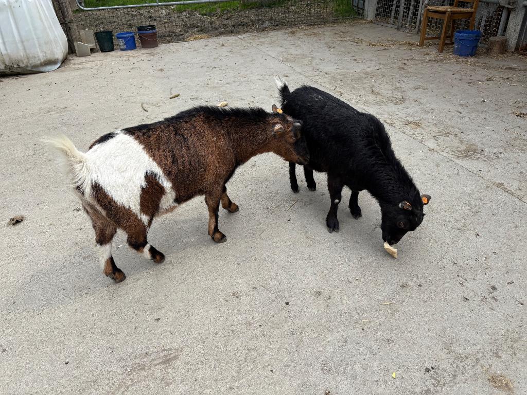 Une gentille chèvre et son copain castre, Plusieurs animaux, Chèvre, 3 à 5 ans