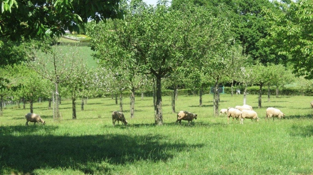 Weide te huur Boutersem, Dieren en Toebehoren, Weidegang, 2 of 3 paarden of pony's