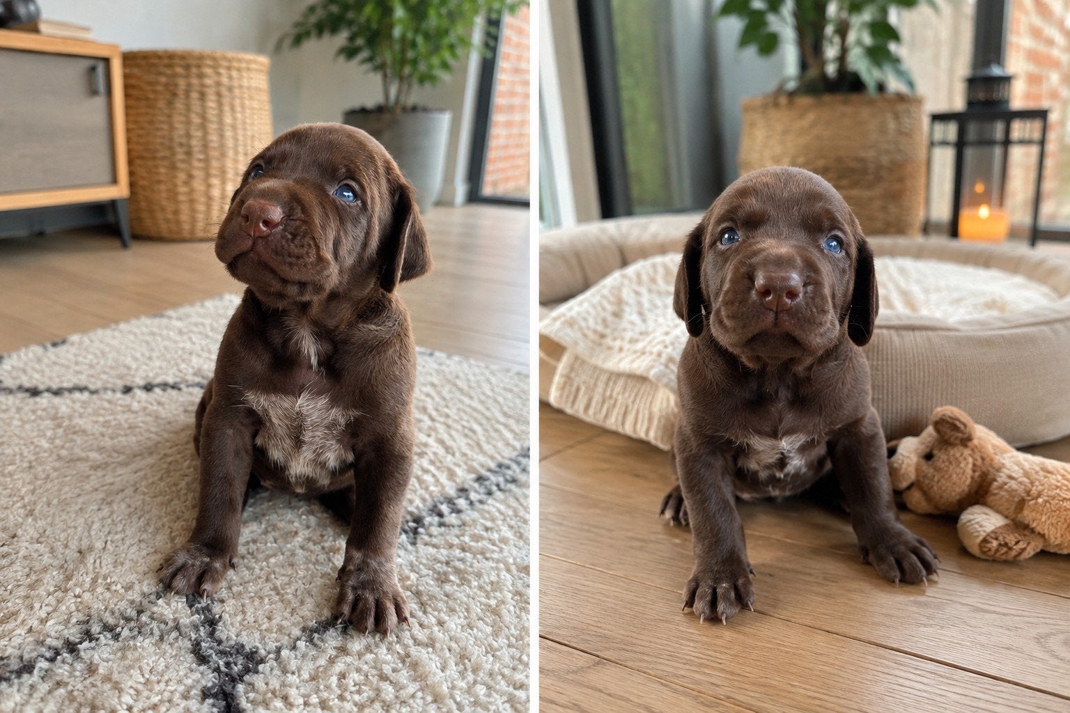 Beaux chiots allemands debout, Maladie de Carré (chiens), 8 à 15 semaines, Plusieurs, Éleveur | Loisir