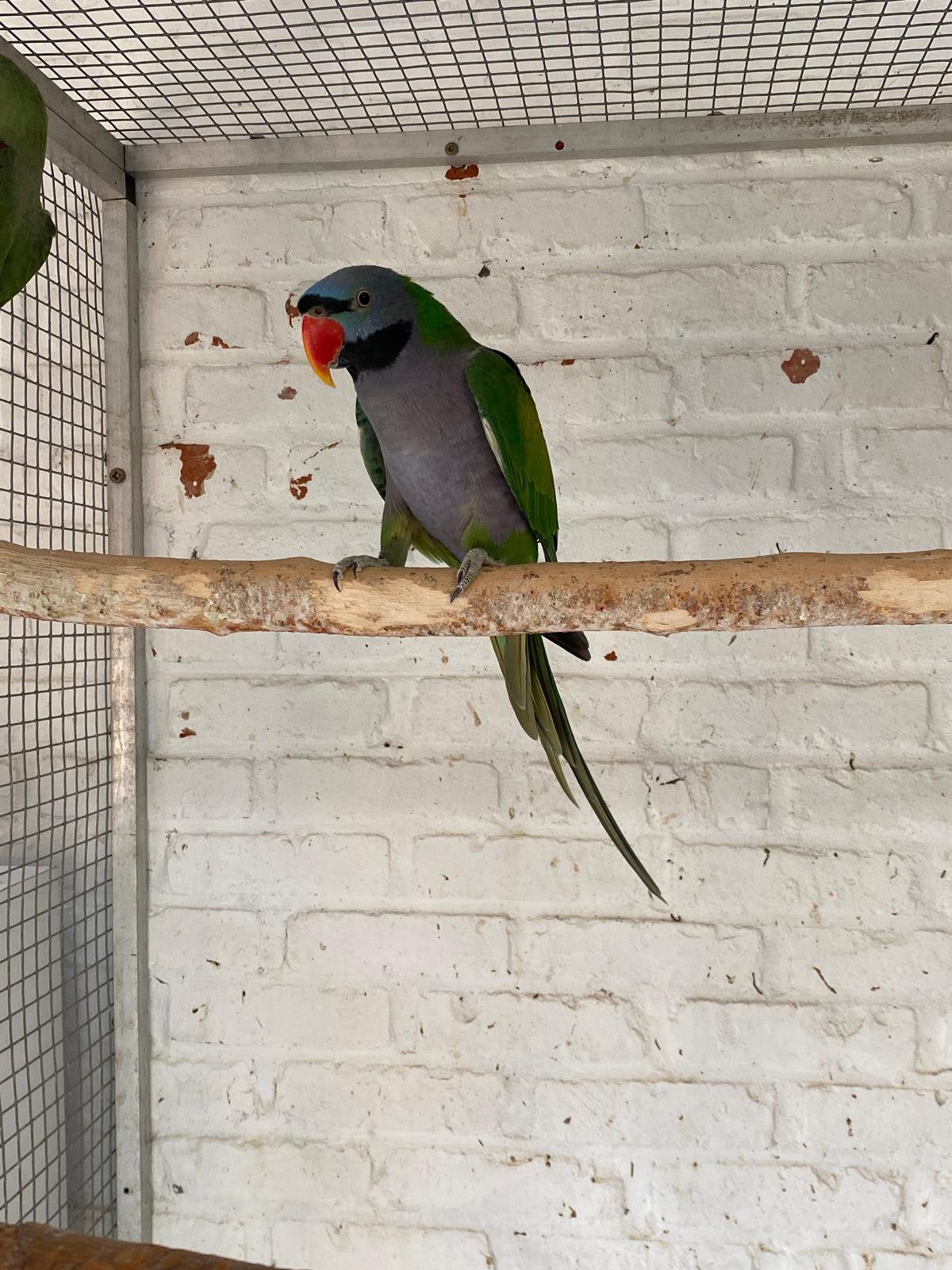 Kweekkoppel derbyan parkieten, Plusieurs animaux, Perruche, Bagué