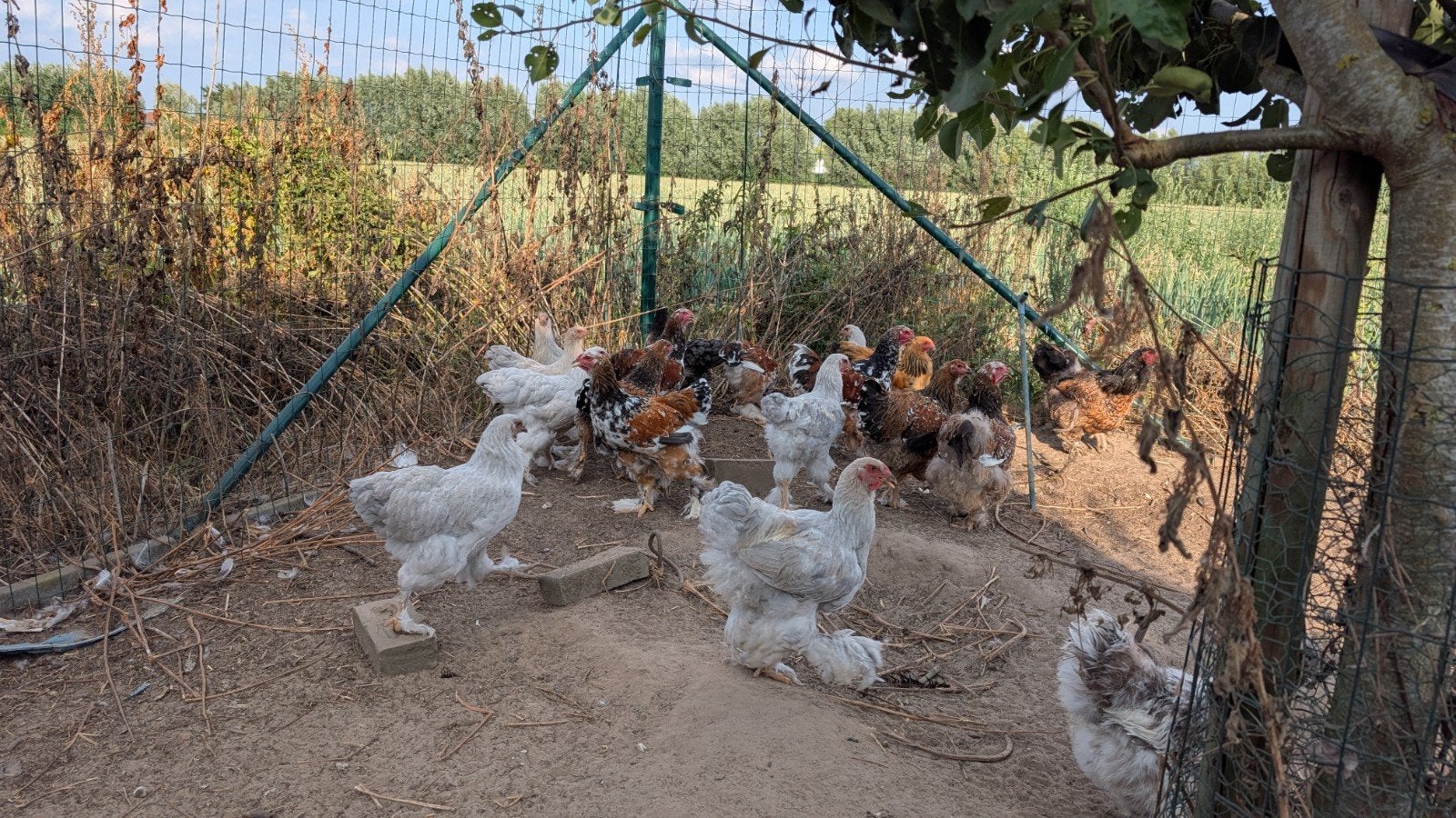 Brahmas in verschillende kleuren