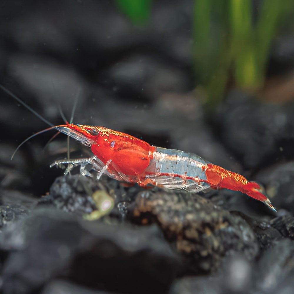 Neocaridina red rili