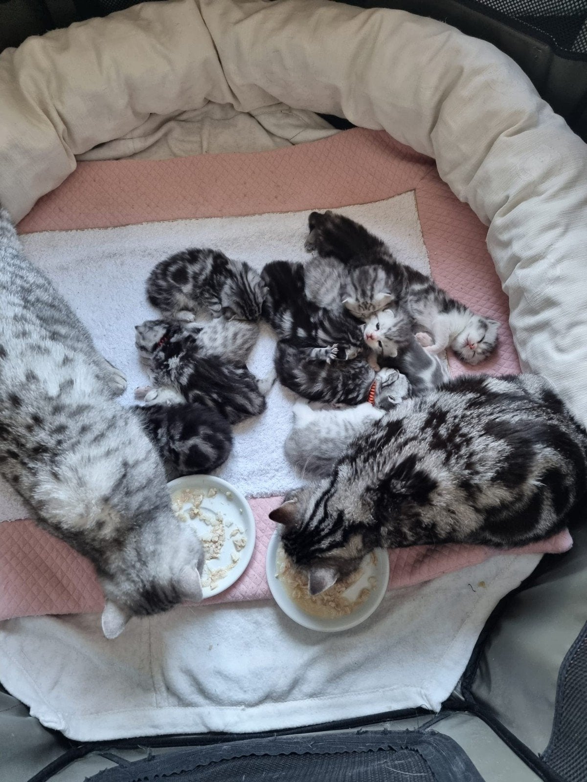 Britse korthaar met stamboom, Dieren en Toebehoren, Meerdere dieren, Met stamboom, 0 tot 2 jaar