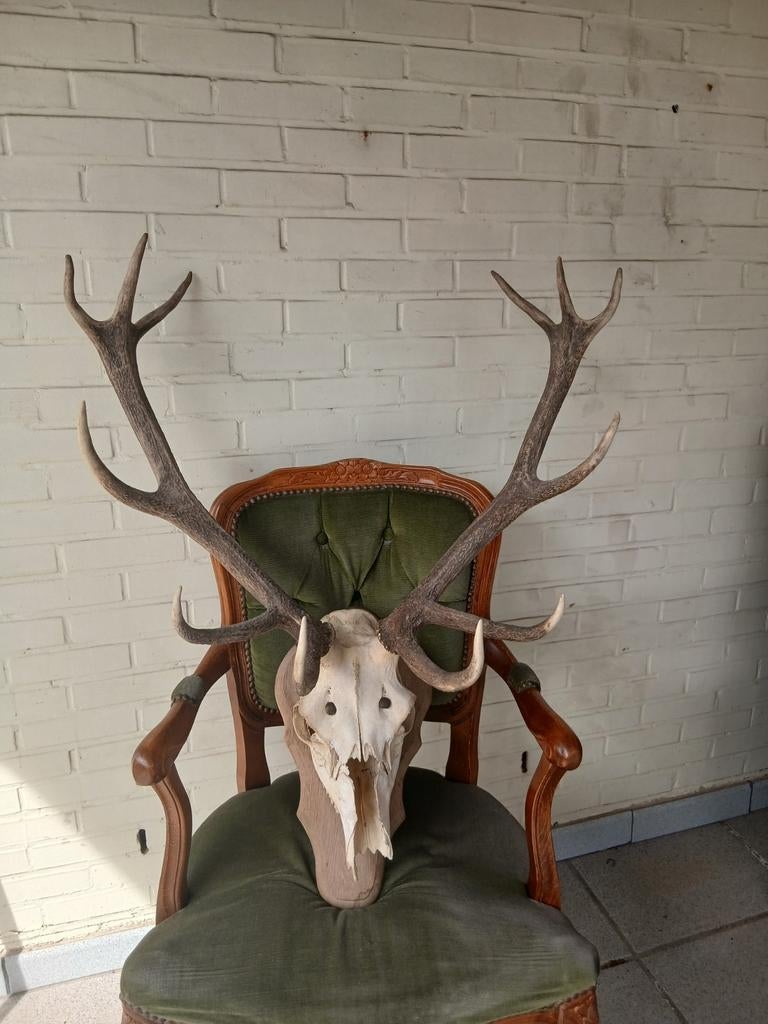 Groot edelhert gewei, Collections, Collections Animaux, Utilisé, Bois ou Tête, Cerf, Enlèvement