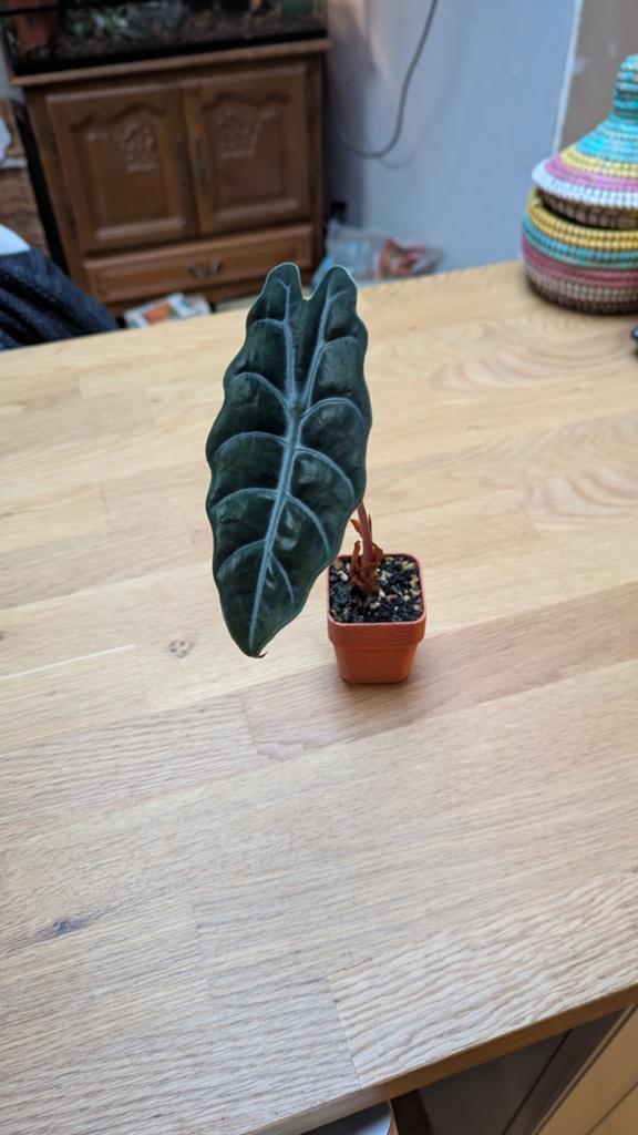 Alocasia chantrieri, Huis en Inrichting, Kamerplanten, Overige soorten, Ophalen of Verzenden, Minder dan 100 cm, Volle zon