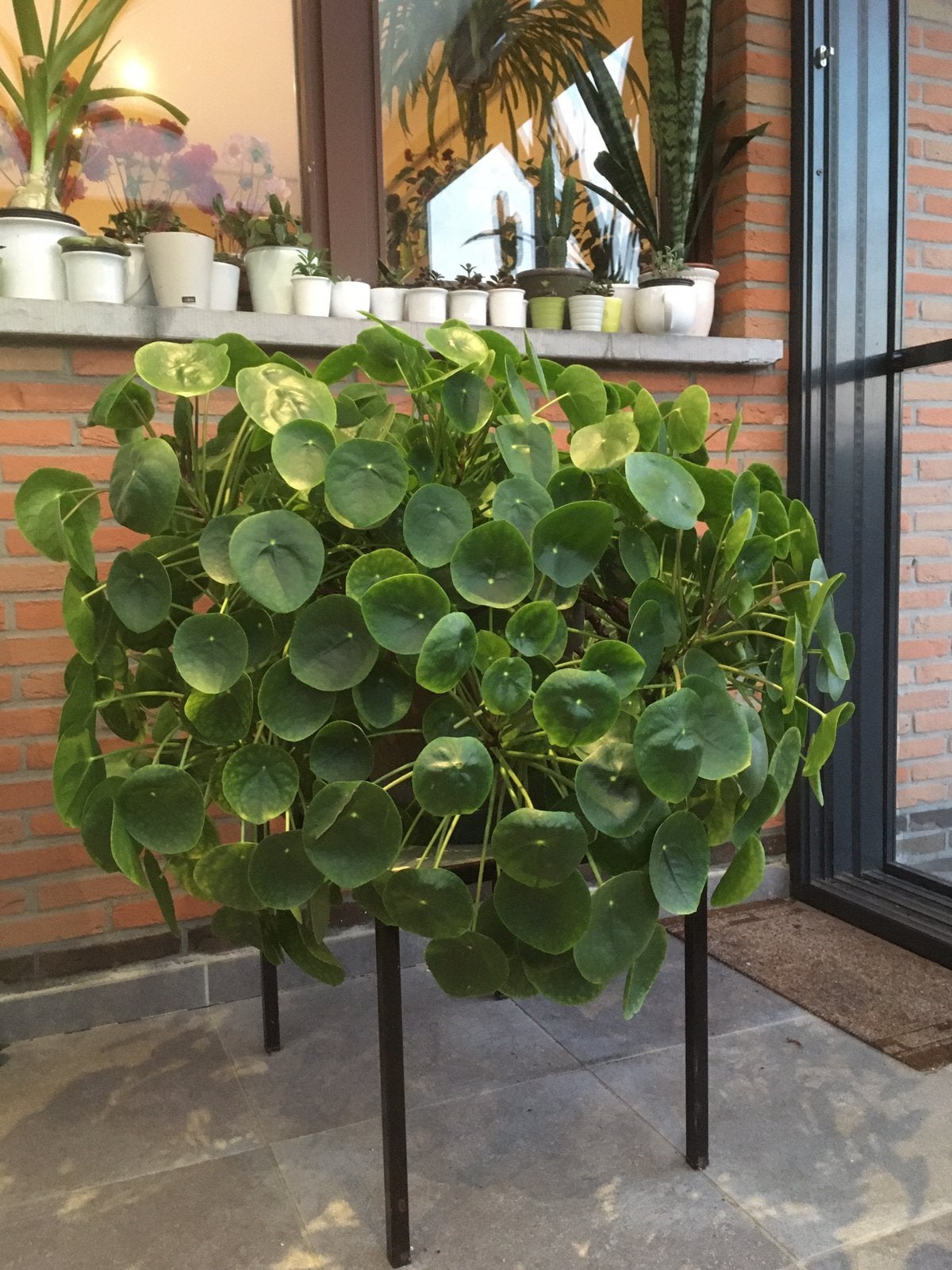 Plante à monnaie chinoise, Enlèvement
