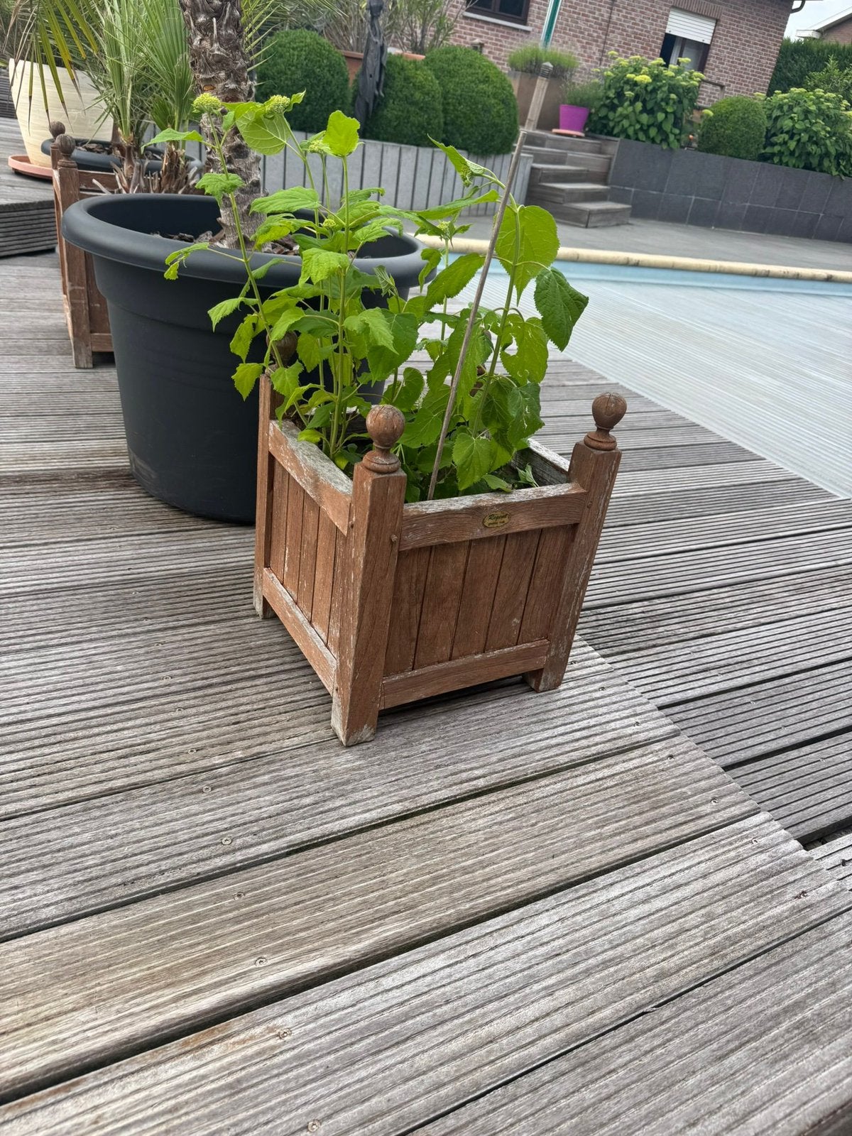 Annabelle hortensia, Ophalen, Zo goed als nieuw