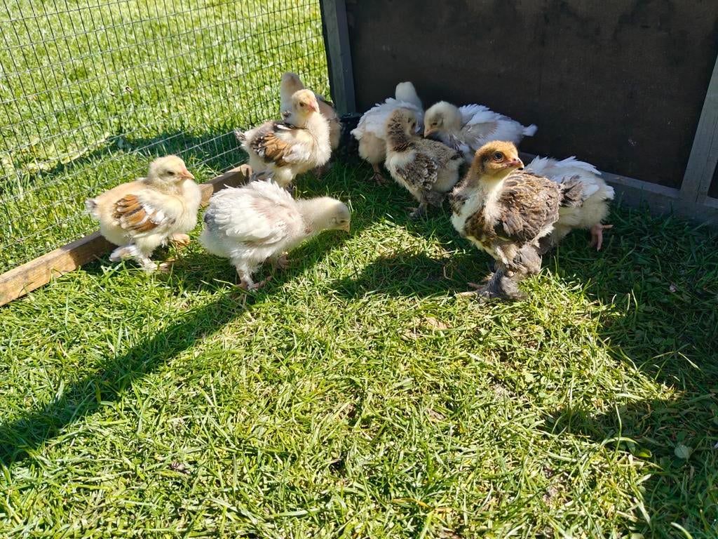 Brahma kuikens, Geslacht onbekend