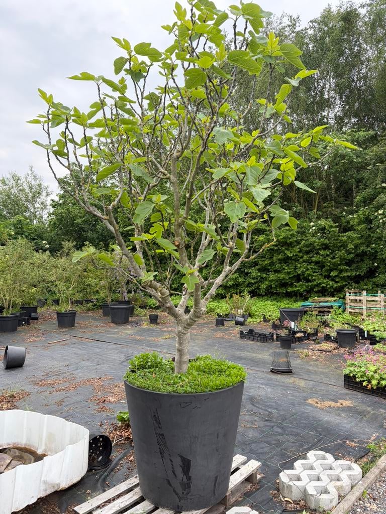 Ficus carica  Vijg, Enlèvement