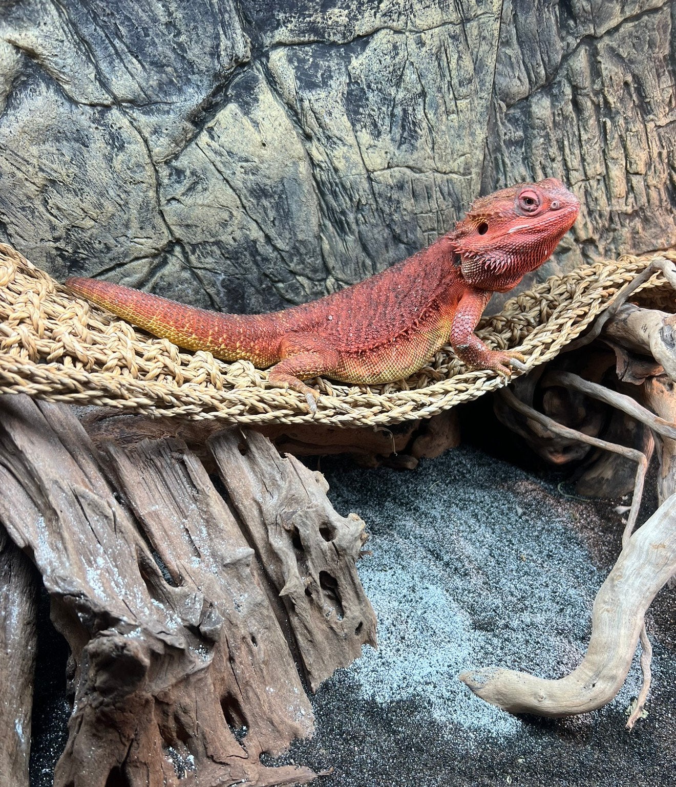 Baardagaam zoekt goede nieuwe thuis, Autres espèces, Avec terrarium, 3 à 6 ans
