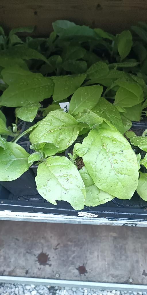 plants de tabac, Enlèvement