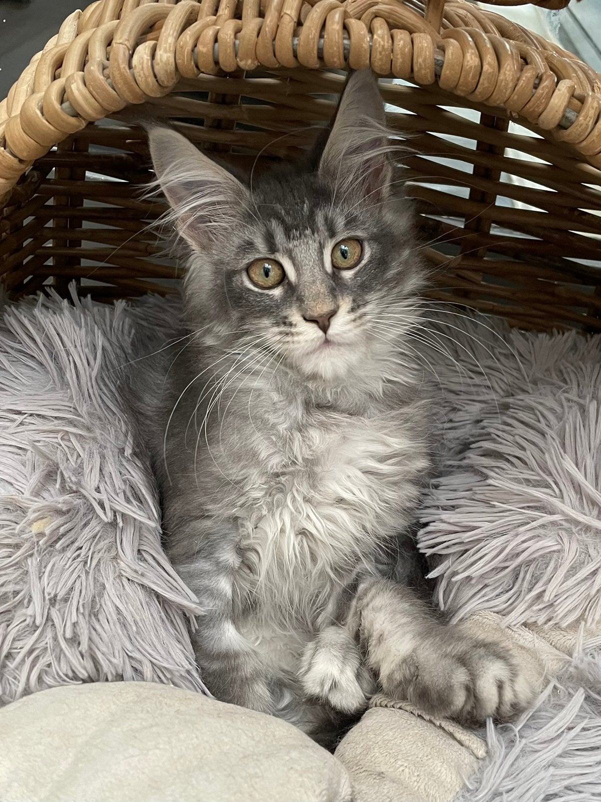 Maine coon kitten, Dieren en Toebehoren, Poes, Met stamboom, 0 tot 2 jaar