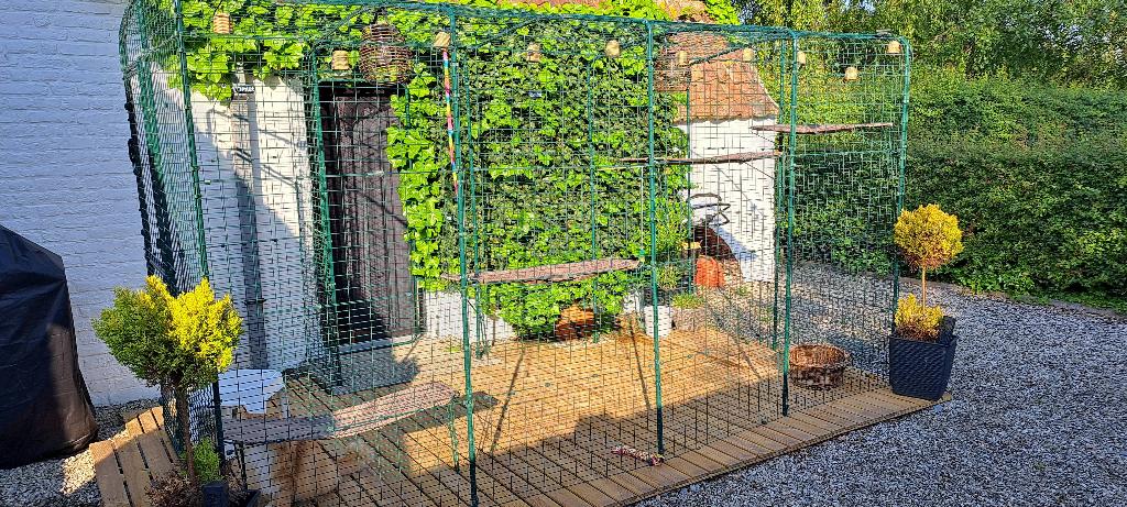 Grote Omlet kattenren, Animaux & Accessoires, Enlèvement, Comme neuf