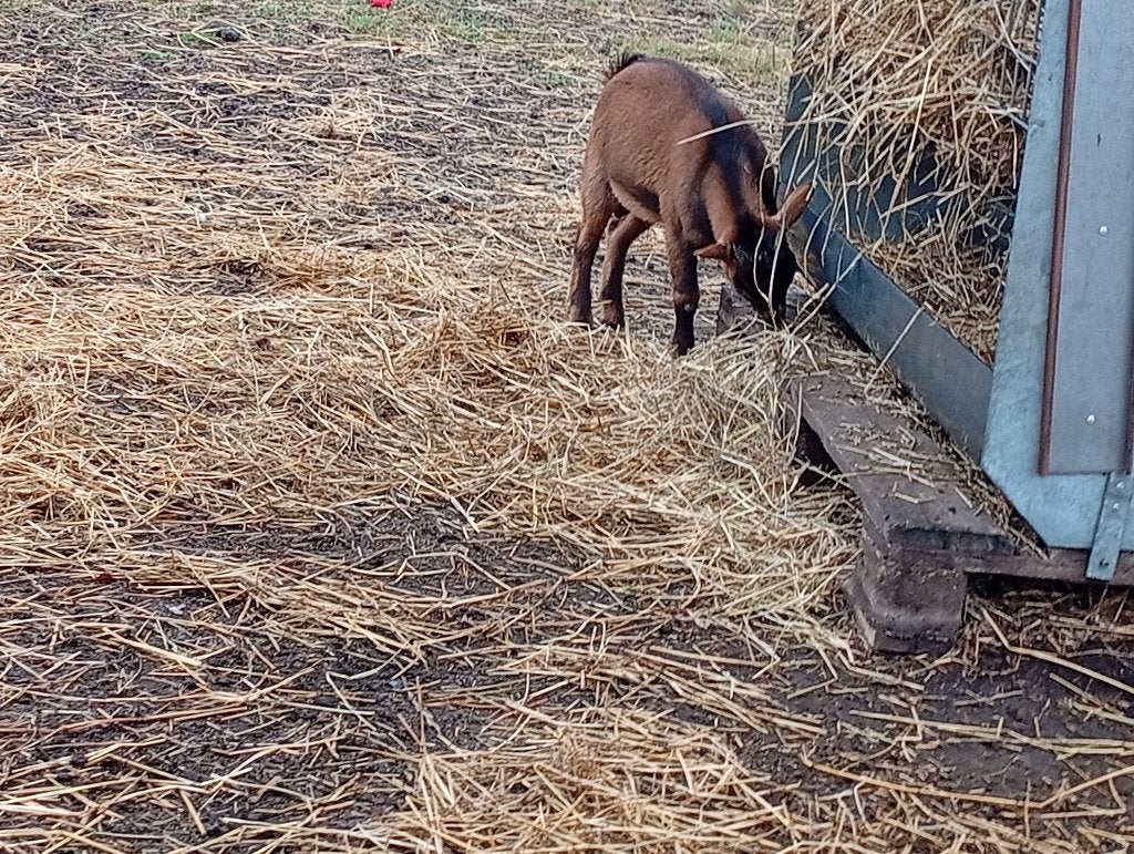 Bokjes te koop, Dieren en Toebehoren, Mannelijk, Geit, 0 tot 2 jaar
