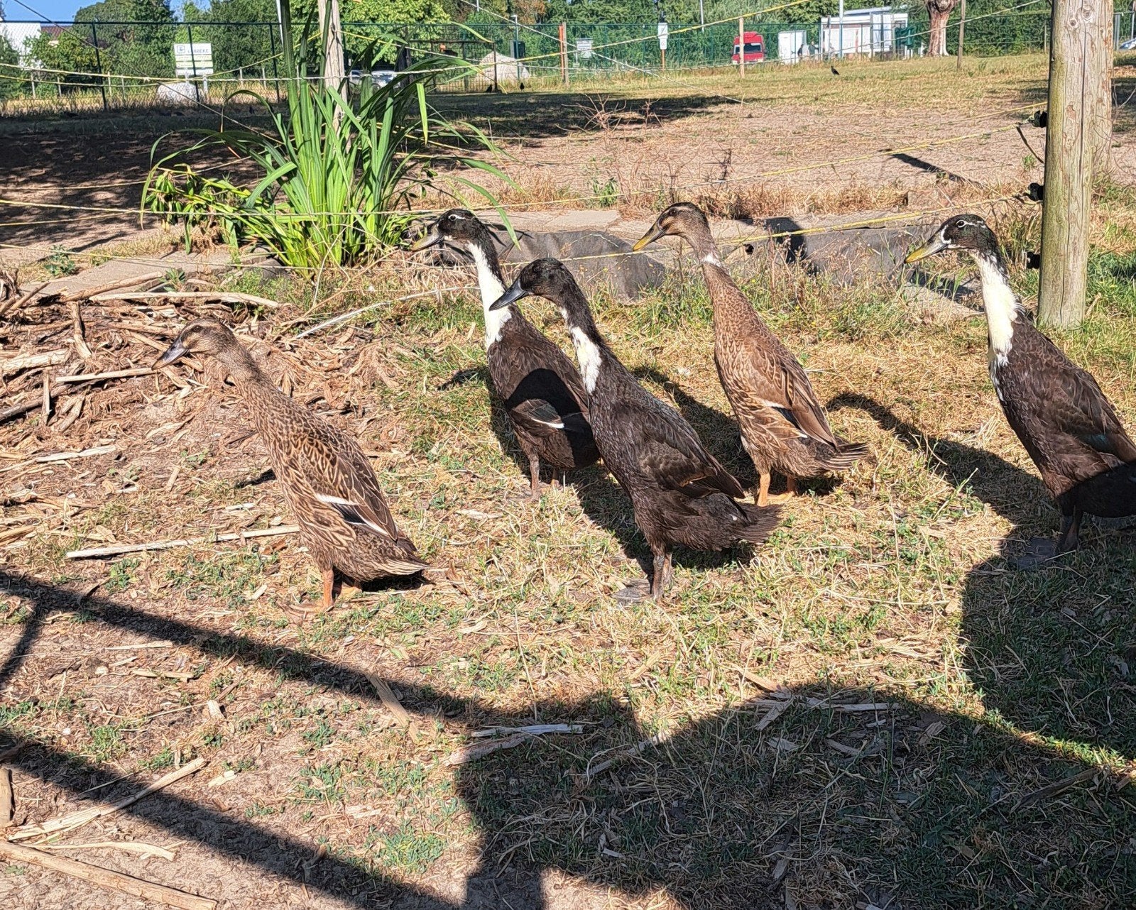 Jonge loopeenden, Plusieurs animaux, Canard
