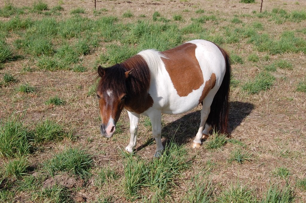 stamboek shetlanders te koop, Dieren en Toebehoren, Pony's, Merrie, Met stamboom