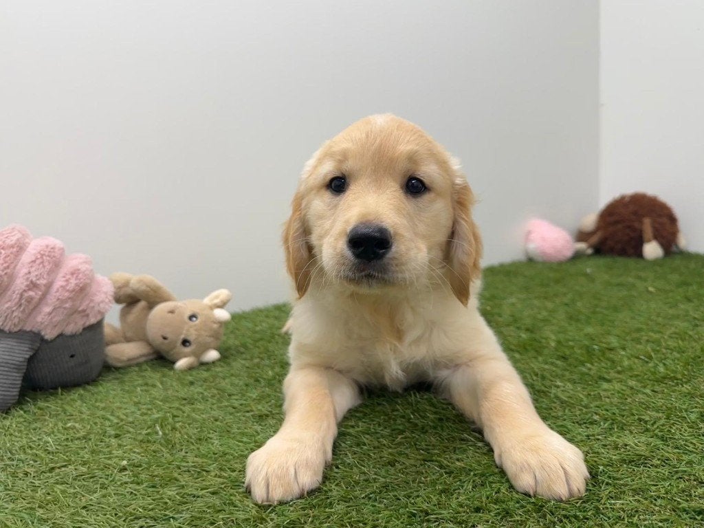 Nid de Golden Retriever, Animaux & Accessoires, Golden retriever, Maladie de Carré (chiens), Plusieurs, Belgique