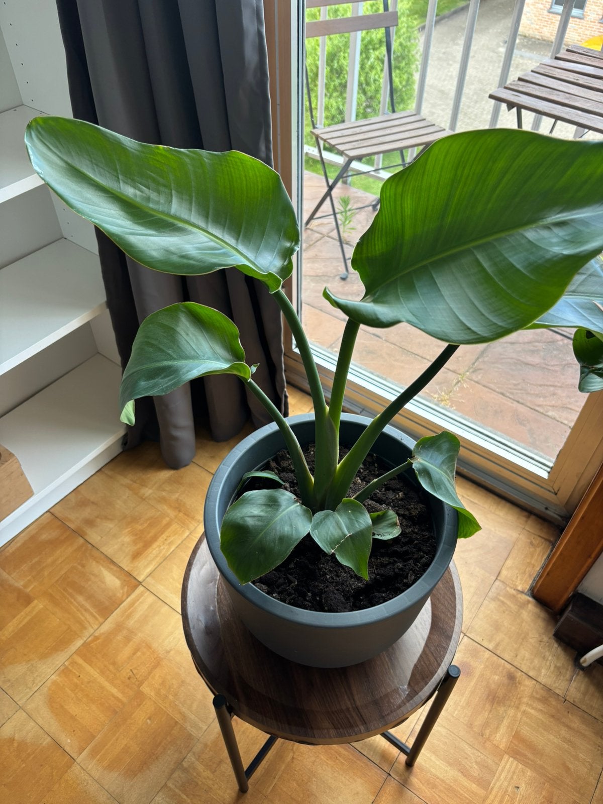 Bananenplant 65cm, Ophalen