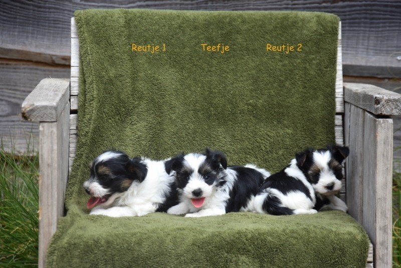 Prachtige Biewer Terriër pupjes, Dieren en Toebehoren, België, 8 tot 15 weken, Meerdere, Meerdere dieren