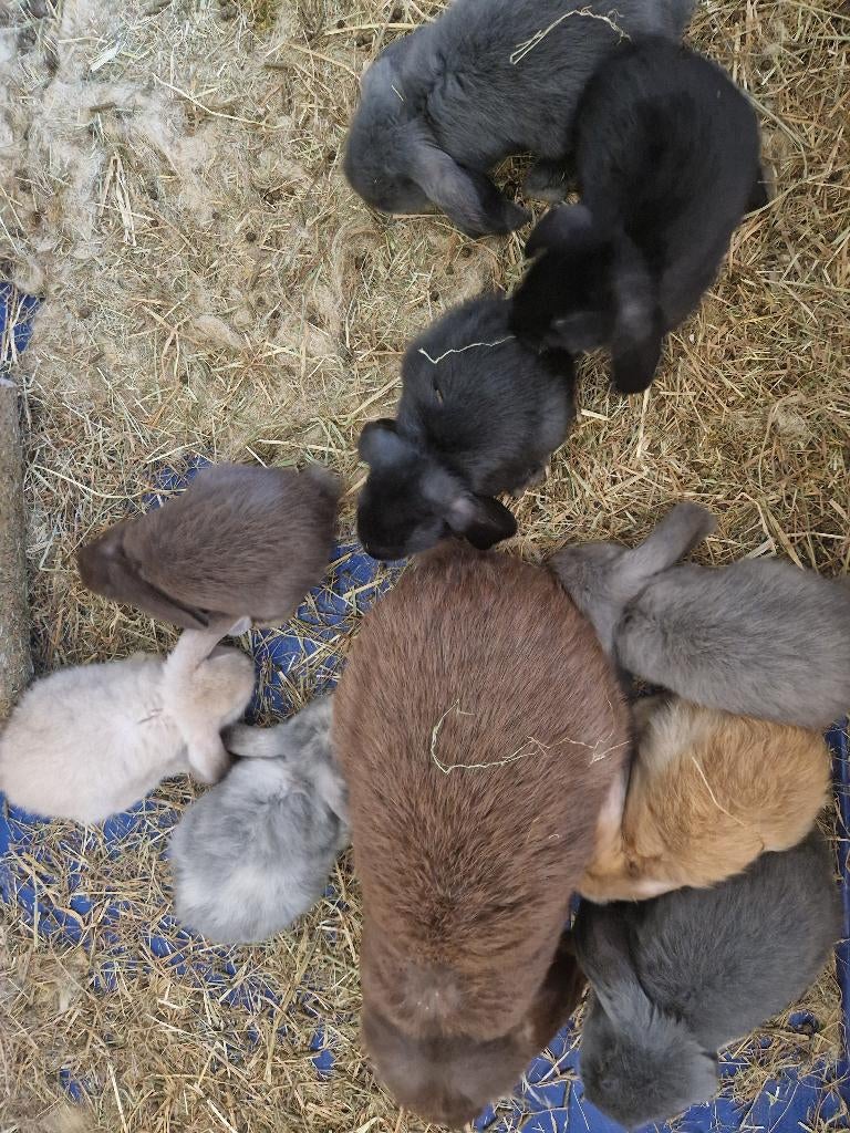 Franse hangoren geboren 21 mrt 26, Dieren en Toebehoren, Konijnen, Meerdere dieren, Groot, Hangoor, 0 tot 2 jaar