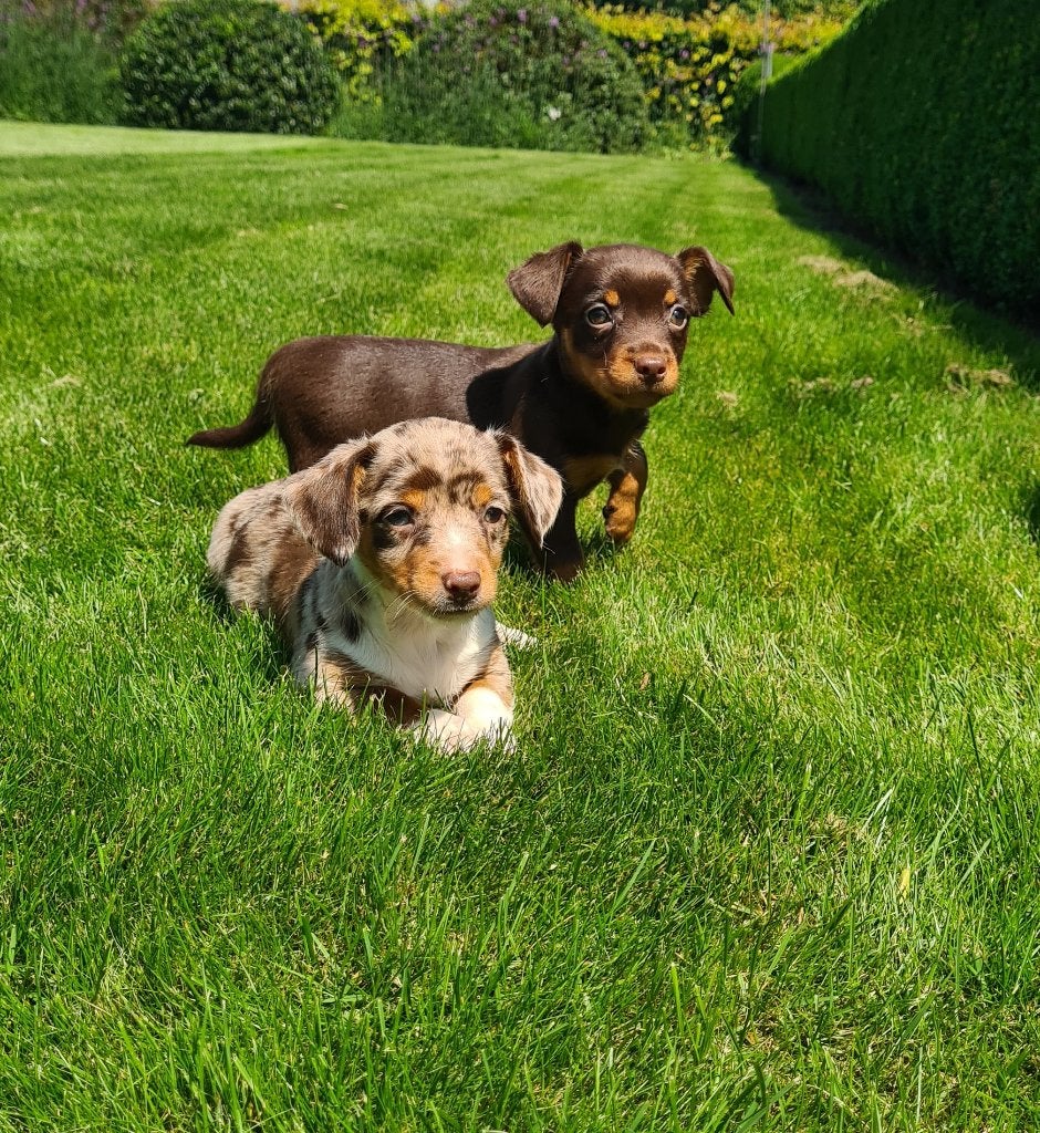 jack russell pups, Dieren en Toebehoren, Parvo, België, Jack Russell Terriër, 8 tot 15 weken