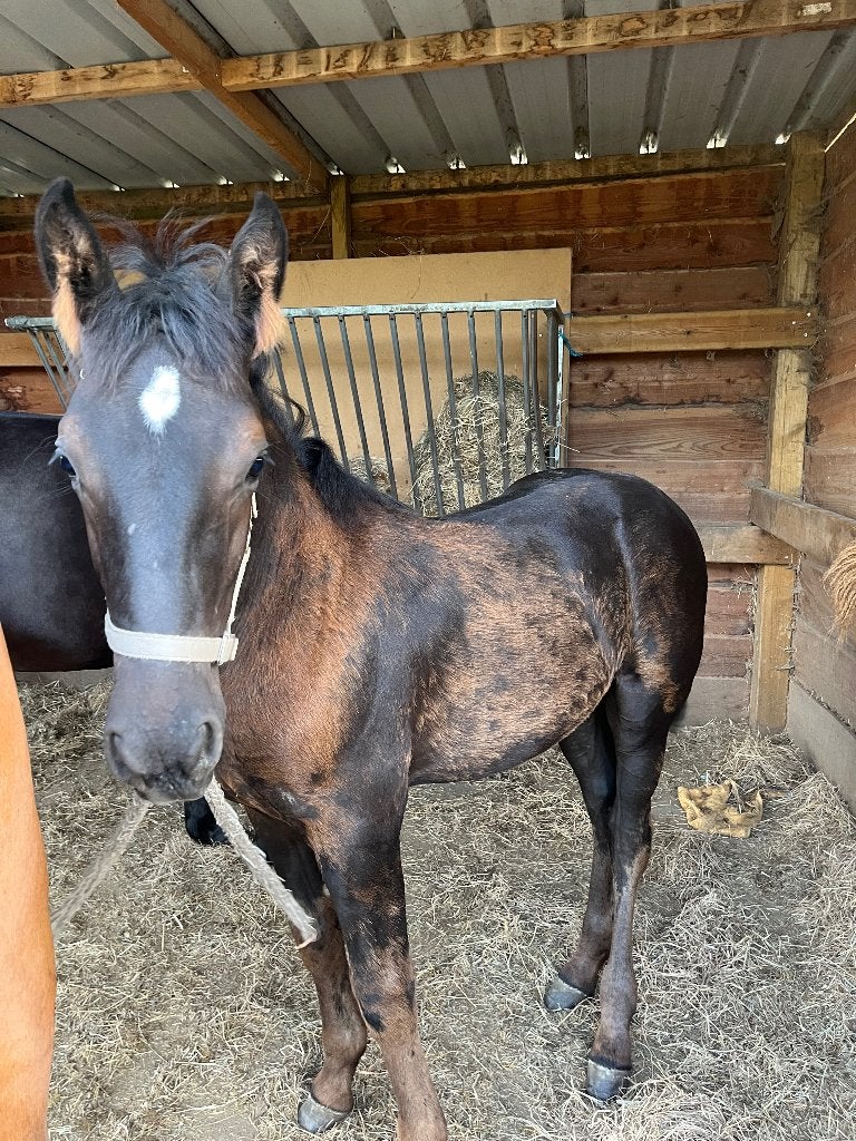 zwarte hengstveulen van 2026, Dieren en Toebehoren, Paarden, Hengst, Onbeleerd, Minder dan 160 cm, 0 tot 2 jaar, Recreatiepaard