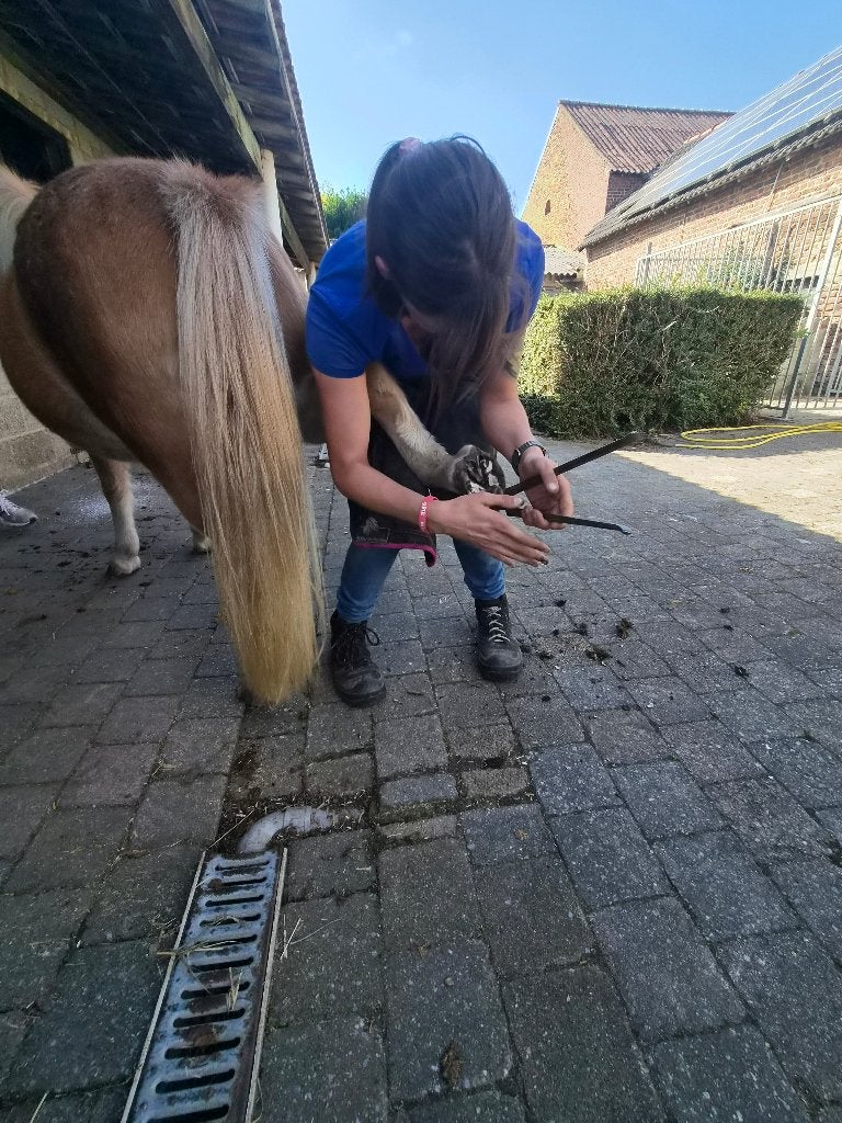 Bekappen van paarden en ponys