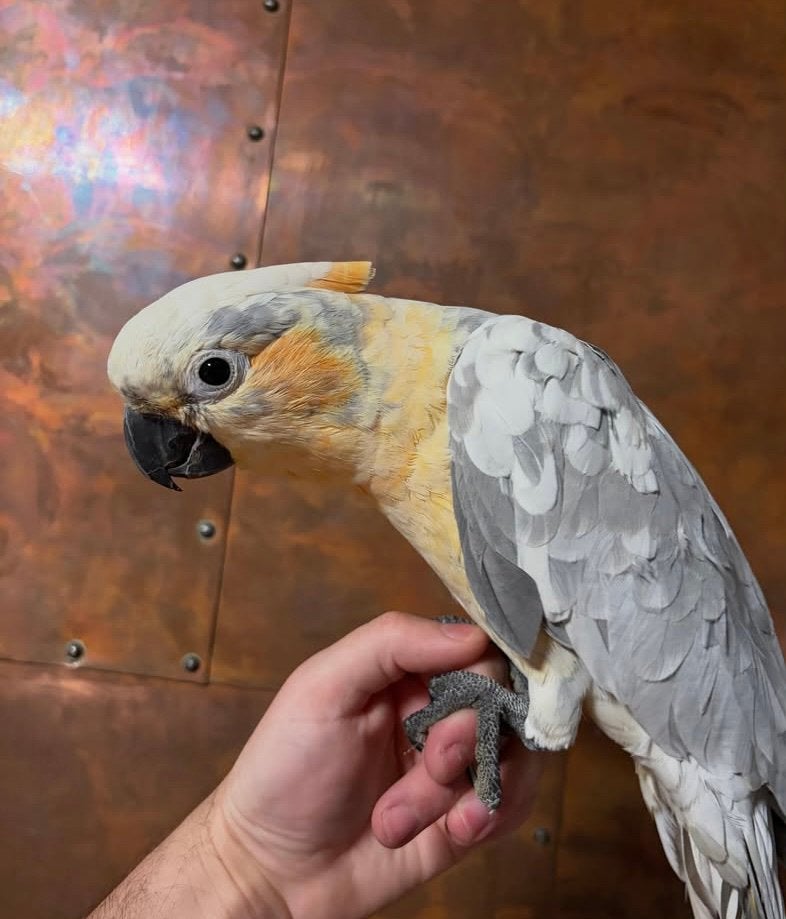 Supertam hybride kaketoe, Mâle, Perroquet, Domestique