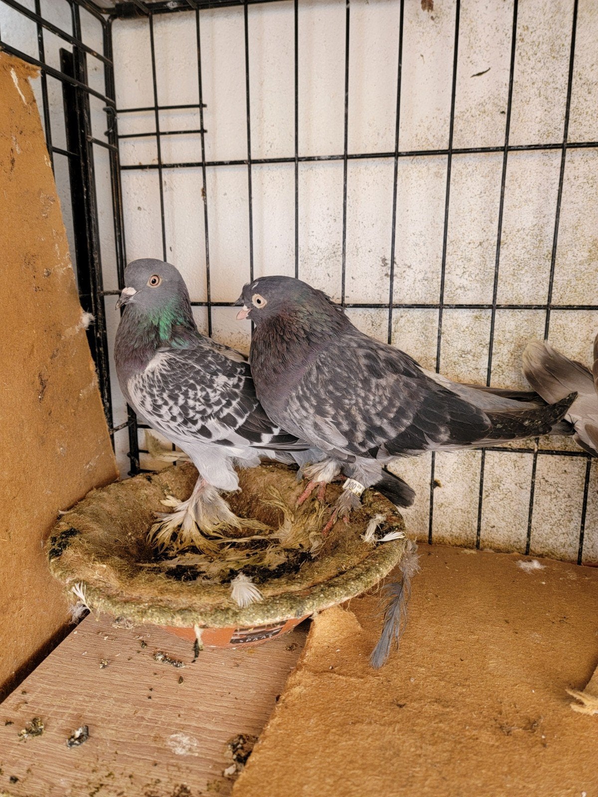 Takla 25 Euro