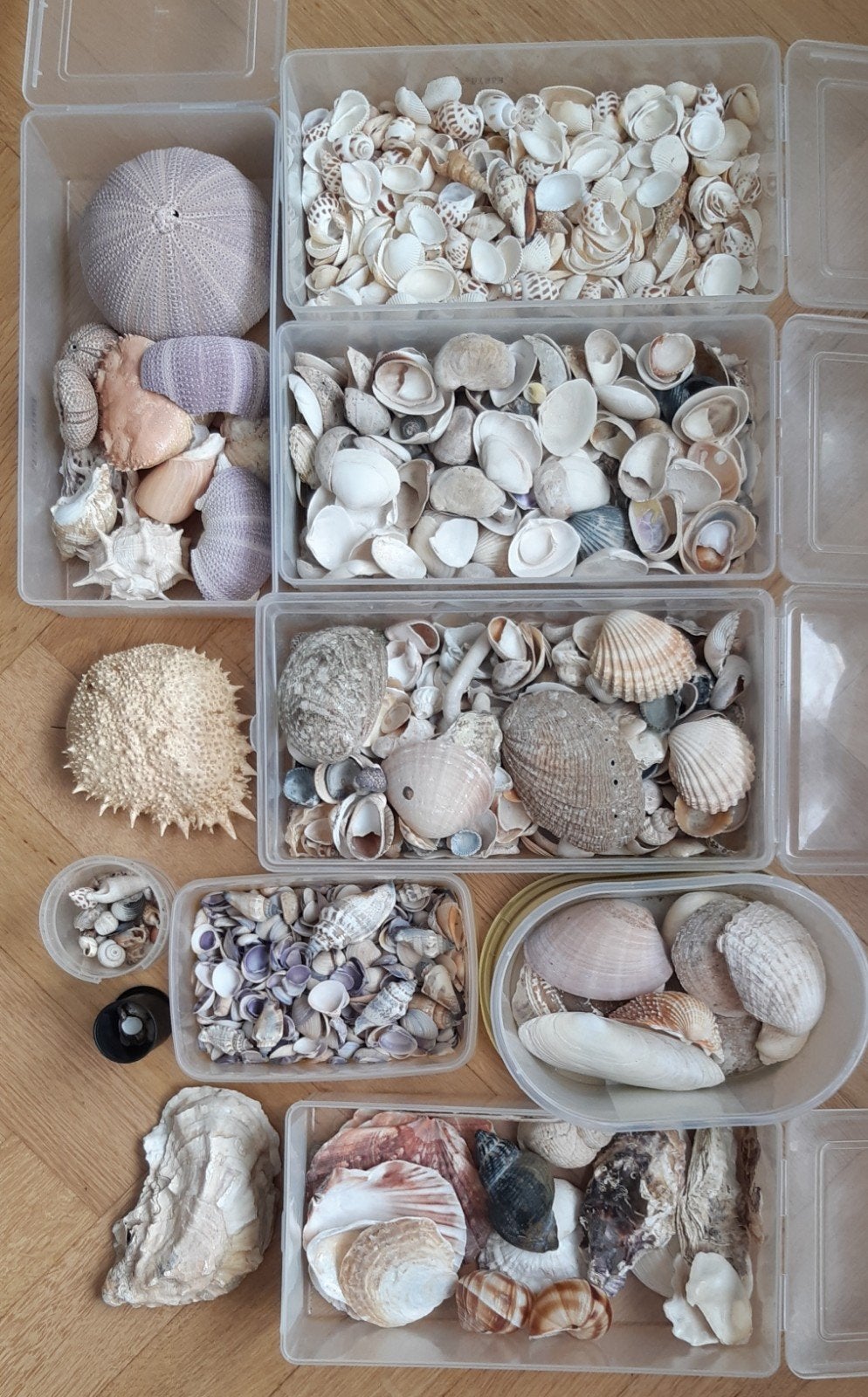 coquillages, Enlèvement