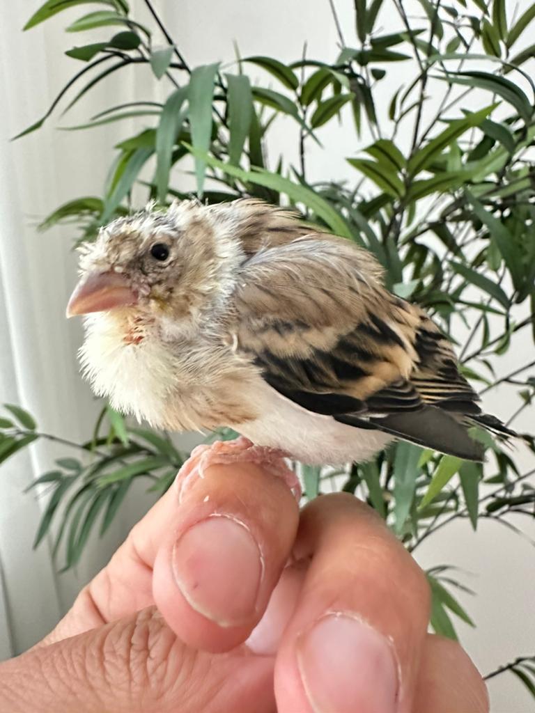Jeune metis de chardonneret 2026, Mâle, Oiseau chanteur sauvage, Bagué