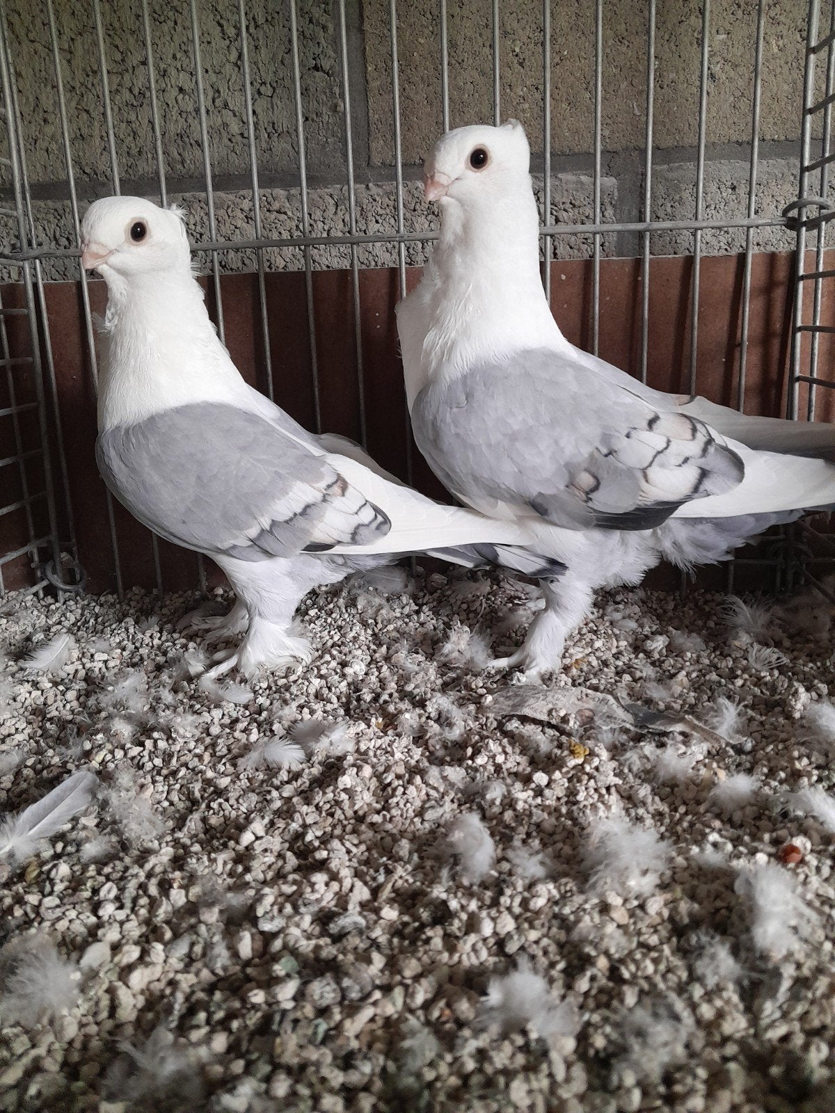 Oud-Oosterse Meeuwen., Dieren en Toebehoren, Vogels | Duiven