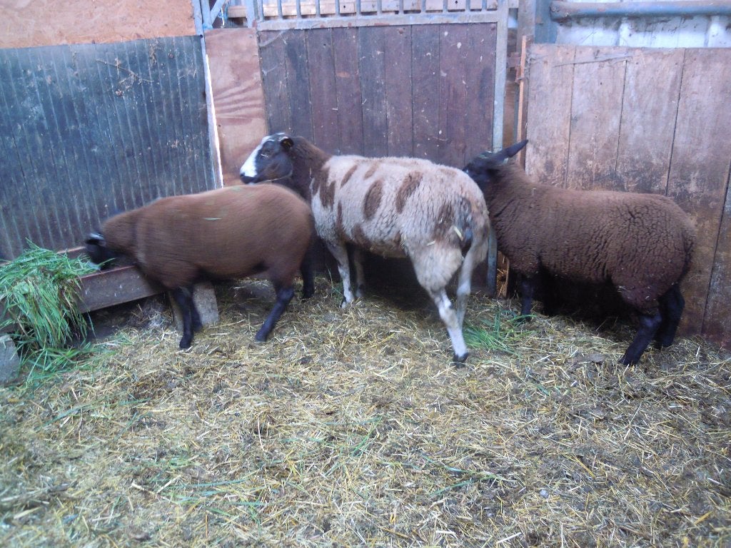 3 schapen, Mouton, 0 à 2 ans