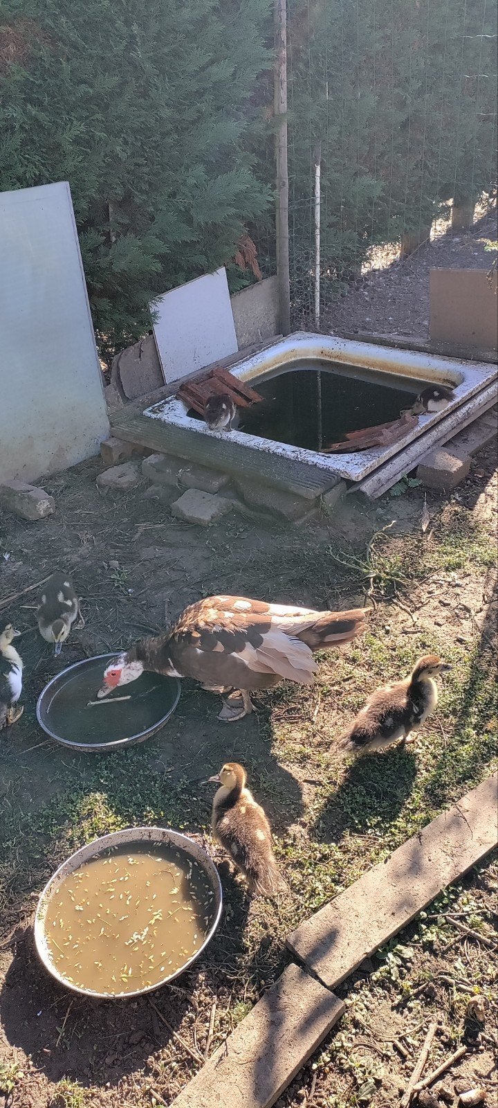 barberie eendjes, Dieren en Toebehoren, Geslacht onbekend