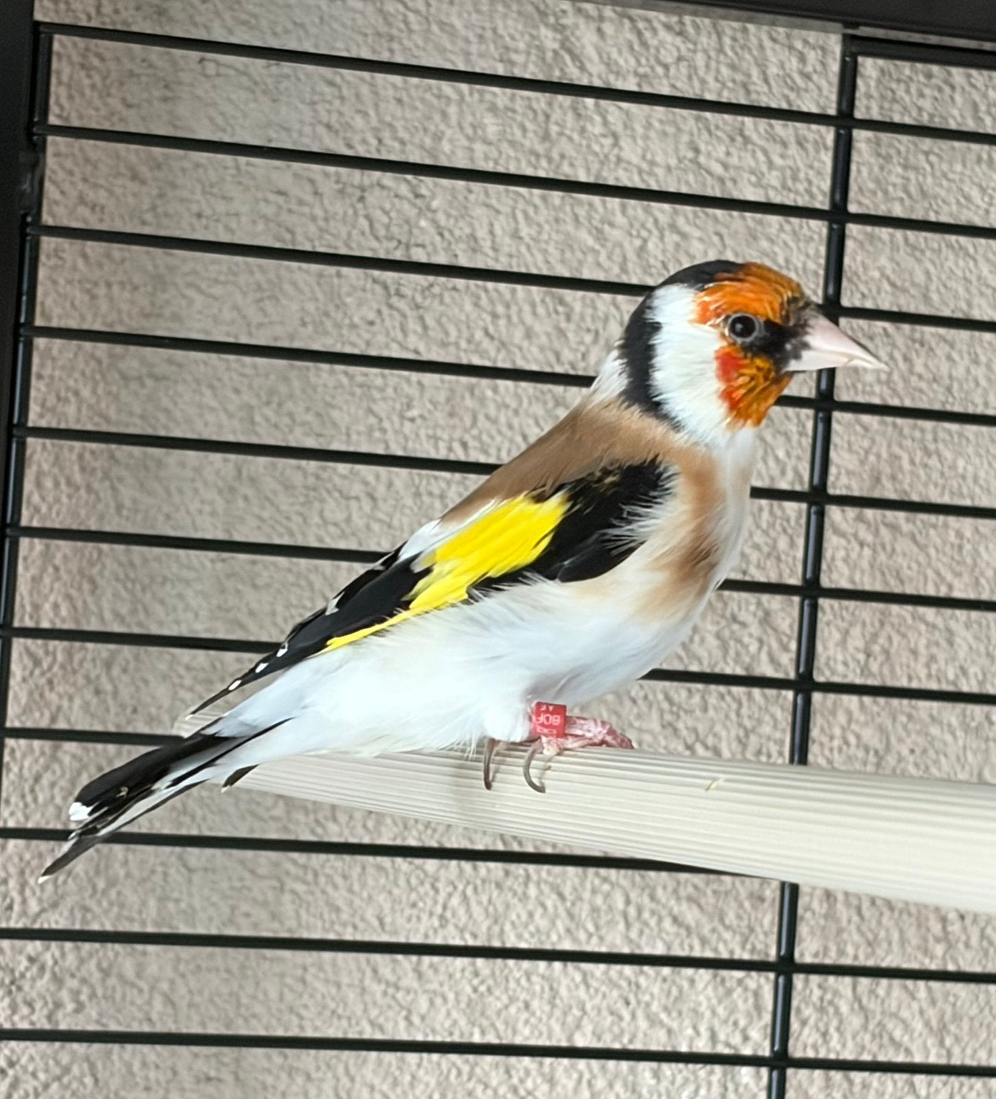 Putter, Geringd