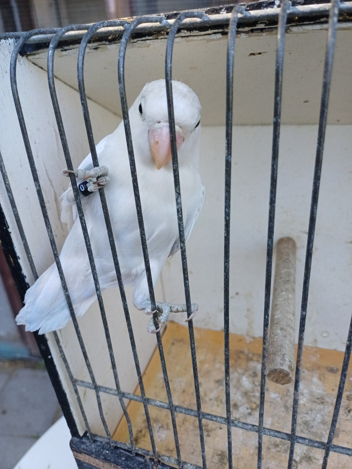 Blauw dilute opaline, Dieren en Toebehoren, Vogels | Kanaries