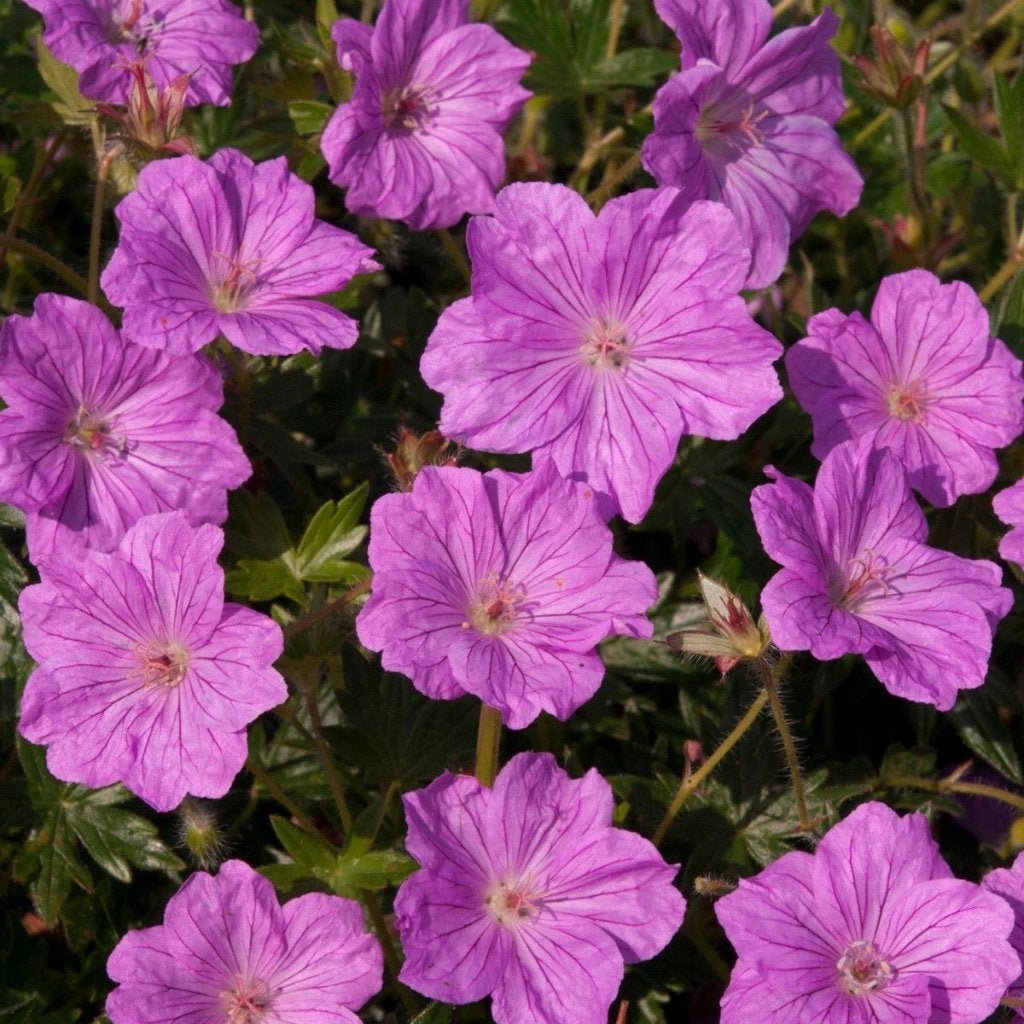 Geranium Sanguineum in soorten, Tuin en Terras, Planten | Tuinplanten, Ophalen, Bodembedekkers, Volle zon, Vaste plant