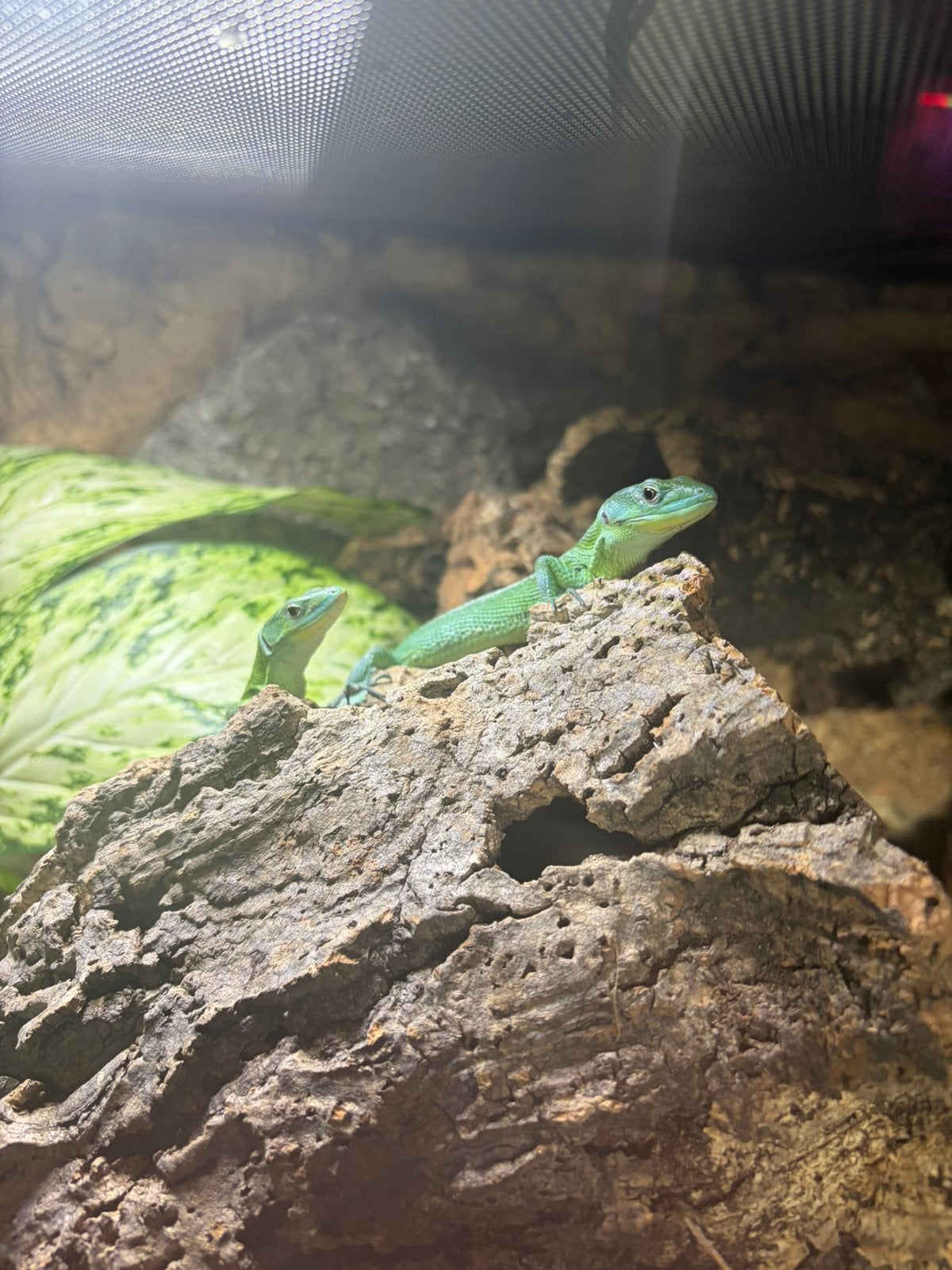 gastropholis prasina, Lézard, Avec terrarium, 0 à 2 ans