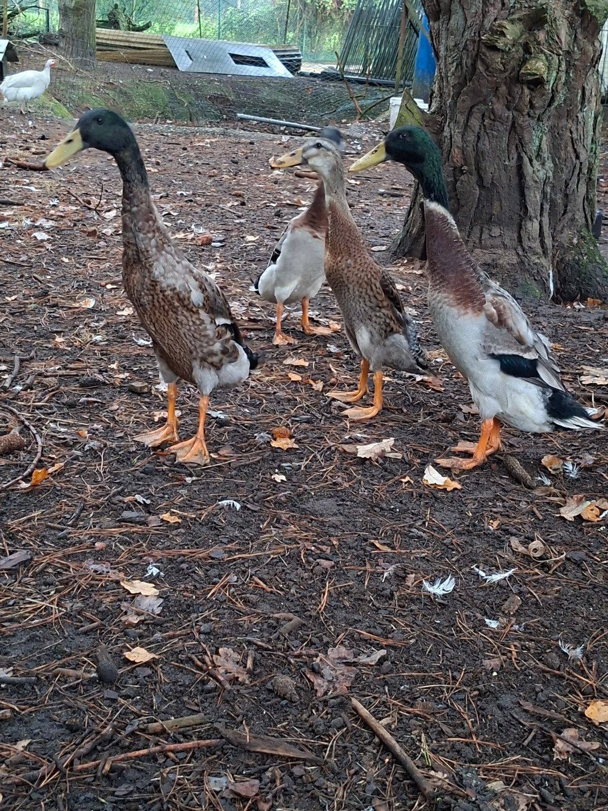 Indische loopeenden, Animaux & Accessoires, Mâle, Canard