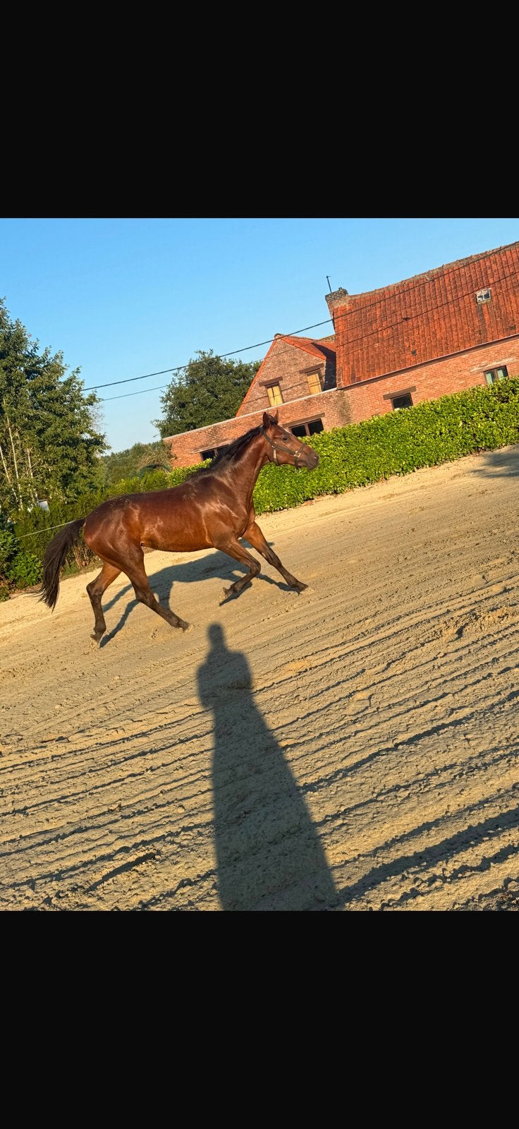 2-jarige bruine hengst met Zangersheide-papieren, Dieren en Toebehoren, Stalling en Weidegang