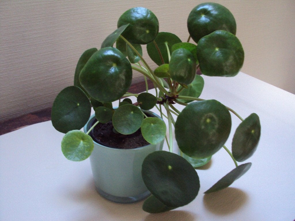 Pannenkoekenplanten, Ophalen