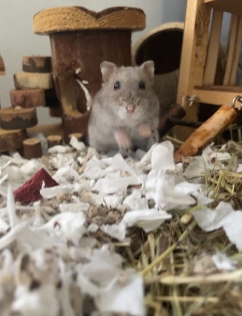 Lief dwerghamstertje Aria zoekt een gouden huisje! ️, Animaux & Accessoires, Mars, Femelle, Hamster